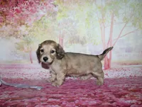Angel , a female Miniature Dachshund for sale in Lead Hill, AR – 10 of 10