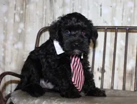 Ash, a male Miniature Schnauzer for sale in Lead Hill, AR – 10 of 10