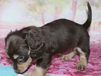 Darcy, a female Miniature Dachshund for sale in Lead Hill, AR – 9 of 10