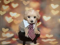 Loki, a male Maltipoo for sale in Lead Hill, AR – 10 of 10