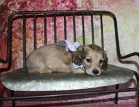 Angel , a female Miniature Dachshund for sale in Lead Hill, AR – 2 of 10