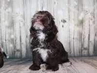 Oliver, a male Miniature Schnauzer for sale in Lead Hill, AR – 3 of 10