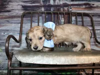 Tanner, a male Miniature Dachshund for sale in Lead Hill, AR – 4 of 10