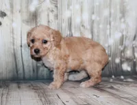 lila, a female Poodle - Miniature  for sale in Lead Hill, AR – 10 of 10