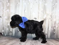 Ash, a male Miniature Schnauzer for sale in Lead Hill, AR – 5 of 10