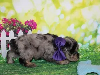 Norman, a male Miniature Schnauzer for sale in Lead Hill, AR – 6 of 10