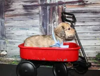 Tanner, a male Miniature Dachshund for sale in Lead Hill, AR – 5 of 10