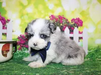 Blue, a male Miniature Schnauzer for sale in Lead Hill, AR – 9 of 10