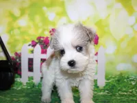 Tiny, a male Miniature Schnauzer for sale in Lead Hill, AR – 8 of 10
