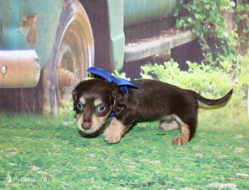 copper18 – Miniature Dachshund puppy on hold in Lead Hill, AR