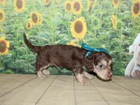 Charlie , a male Miniature Dachshund for sale in Lead Hill, AR – 8 of 10