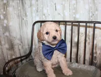 Loki, a female Poodle - Miniature  for sale in Lead Hill, AR – 8 of 10