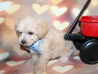 Henry, a male Maltipoo for sale in Lead Hill, AR – 8 of 10
