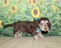 Charlie , a male Miniature Dachshund for sale in Lead Hill, AR – 7 of 10