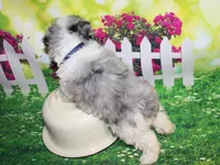 Blue, a male Miniature Schnauzer for sale in Lead Hill, AR – 7 of 10