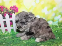 Oliver, a male Miniature Schnauzer for sale in Lead Hill, AR – 6 of 10