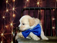 Leon, a male Maltipoo for sale in Lead Hill, AR – 10 of 10