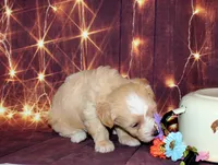 lila, a female Maltipoo for sale in Lead Hill, AR – 4 of 10