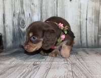 Bean, a female Miniature Dachshund for sale in Lead Hill, AR – 3 of 10