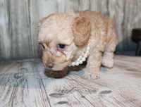 Lulu, a female Poodle - Miniature  for sale in Lead Hill, AR – 9 of 10