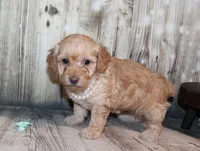 Lulu, a female Poodle - Miniature  for sale in Lead Hill, AR – 8 of 10