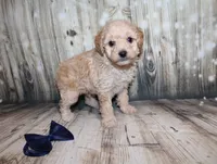 Loki, a female Poodle - Miniature  for sale in Lead Hill, AR – 10 of 10