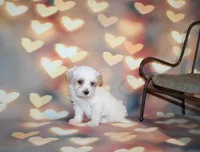 Max, a male Maltipoo for sale in Lead Hill, AR – 5 of 10
