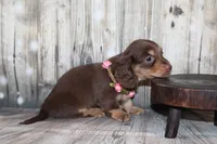 Bean, a female Miniature Dachshund for sale in Lead Hill, AR – 7 of 10