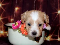 lila, a female Maltipoo for sale in Lead Hill, AR – 10 of 10