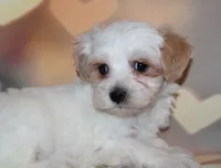 Max, a male Maltipoo for sale in Lead Hill, AR – 6 of 10