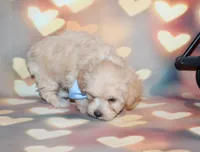 Henry, a male Maltipoo for sale in Lead Hill, AR – 6 of 10
