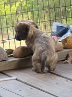 Maple , a female Miniature Dachshund for sale in Lead Hill, AR – 2 of 4