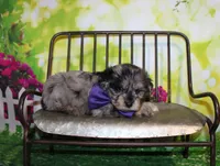 Norman, a male Miniature Schnauzer for sale in Lead Hill, AR – 2 of 10