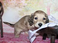 Angel , a female Miniature Dachshund for sale in Lead Hill, AR – 9 of 10