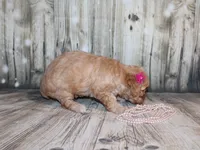 lila, a female Poodle - Miniature  for sale in Lead Hill, AR – 6 of 10