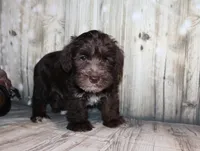 Oliver, a male Miniature Schnauzer for sale in Lead Hill, AR – 6 of 10