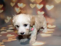 Daisy , a female Maltipoo for sale in Lead Hill, AR – 10 of 10