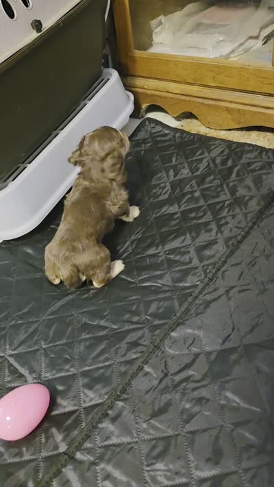 Charlie , a male Miniature Dachshund for sale in Lead Hill, AR – 10 of 10