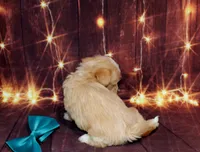 Thomas, a male Maltipoo for sale in Lead Hill, AR – 5 of 10