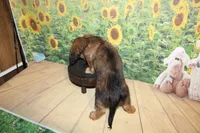 Peanut, a male Miniature Dachshund for sale in Lead Hill, AR – 9 of 10