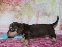 Darcy, a female Miniature Dachshund for sale in Lead Hill, AR – 3 of 10