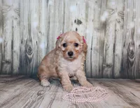 lila, a female Poodle - Miniature  for sale in Lead Hill, AR – 8 of 10