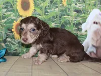 Charlie , a male Miniature Dachshund for sale in Lead Hill, AR – 9 of 10