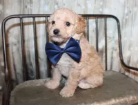Loki, a female Poodle - Miniature  for sale in Lead Hill, AR – 9 of 10