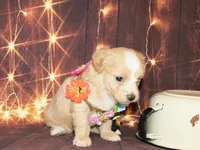 lila, a female Maltipoo for sale in Lead Hill, AR – 2 of 10