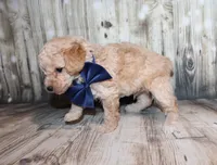 Loki, a female Poodle - Miniature  for sale in Lead Hill, AR – 3 of 10