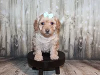 Lulu, a female Poodle - Miniature  for sale in Lead Hill, AR – 10 of 10