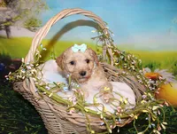 Maggie Lea, a female Poodle - Miniature  for sale in Lead Hill, AR – Photo 10 of 10