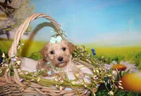 Maggie Lea, a female Poodle - Miniature  for sale in Lead Hill, AR – Photo 9 of 10