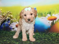 Maggie Lea, a female Poodle - Miniature  for sale in Lead Hill, AR – Photo 4 of 10